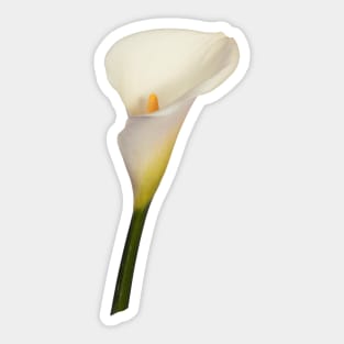 Cream-white Arum Lily Sticker